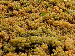 Struguri Nohan Alb de vanzare