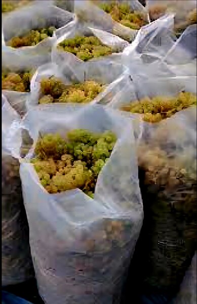 Struguri Nohan Alb de vanzare,