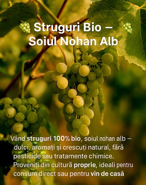Struguri Nohan Alb de vanzare,
