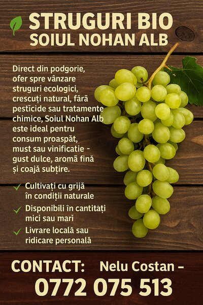 Struguri Nohan Alb de vanzare,